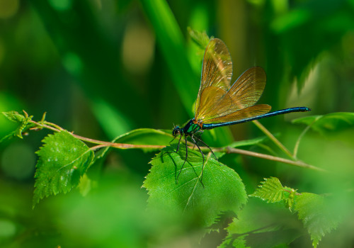 calopteryx virgo subsp. meridionalis  le calopteryx vierge  male