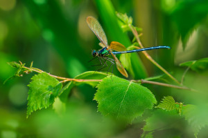 calopteryx virgo subsp. meridionalis le calopteryx vierge male calopteryx virgo subsp. meridionalis le calopteryx vierge male