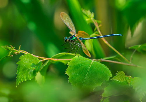 calopteryx virgo subsp. meridionalis  le calopteryx vierge  male