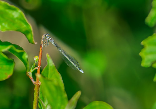 coenagrion puella  l agrion jouvencelle  femelle