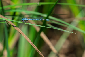 coenagrion puella l agrion jouvencelle male coenagrion puella l agrion jouvencelle male