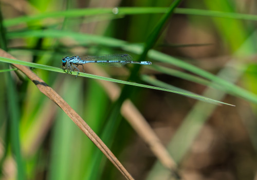 coenagrion puella  l agrion jouvencelle  male