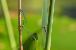 coenagrion puella l agrion jouvencelle tandem 10 coenagrion puella l agrion jouvencelle tandem 10