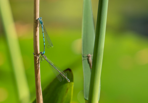coenagrion puella  l agrion jouvencelle  tandem 10