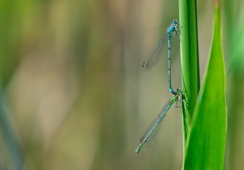 coenagrion puella  l agrion jouvencelle  tandem