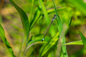 ischnura elegans l agrion elegant male ischnura elegans l agrion elegant male