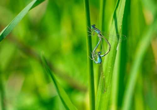 ischnura pumilio  agrion nain  coeur copulatoire 10