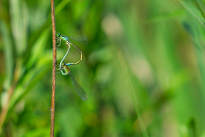 ischnura pumilio agrion nain coeur copulatoire ischnura pumilio agrion nain coeur copulatoire