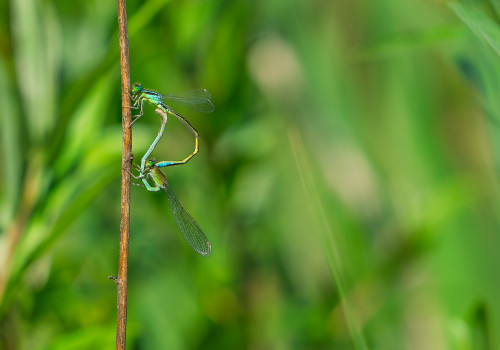 ischnura pumilio  agrion nain  coeur copulatoire