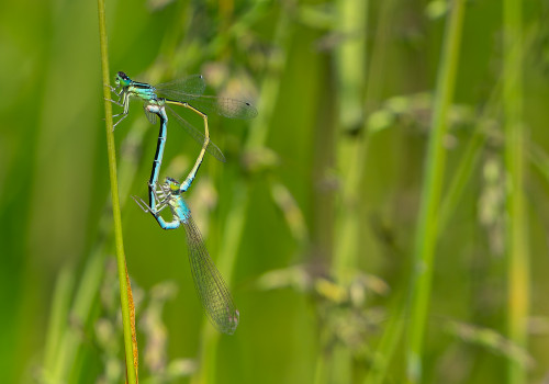 ischnura pumilio  agrion nain  coeur copulatoire