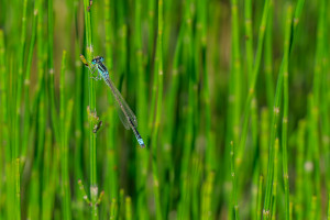 ischnura pumilio agrion nain coeur copulatoire ischnura pumilio agrion nain coeur copulatoire