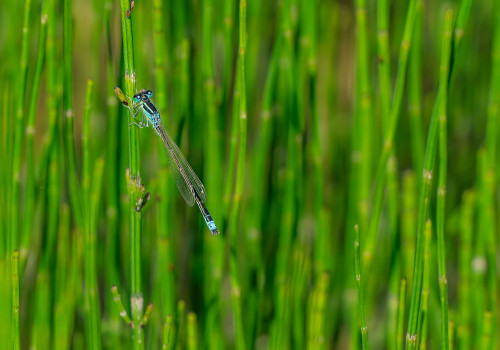 ischnura pumilio  agrion nain  coeur copulatoire