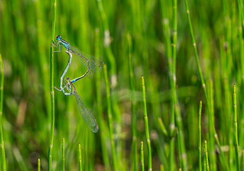 ischnura pumilio  agrion nain  coeur copulatoire