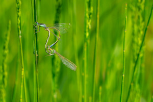 ischnura pumilio agrion nain coeur copulatoire ischnura pumilio agrion nain coeur copulatoire