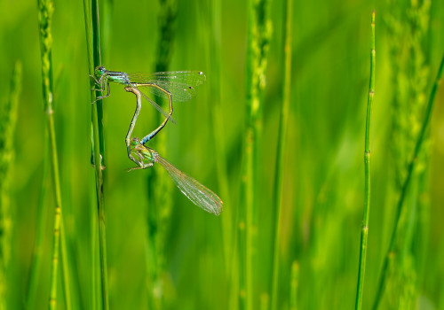 ischnura pumilio  agrion nain  coeur copulatoire