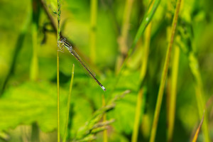 ischnura pumilio agrion nain male ischnura pumilio agrion nain male