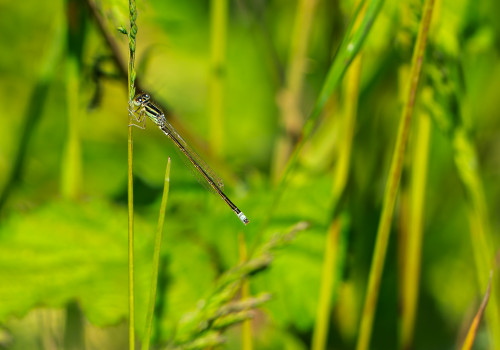 ischnura pumilio  agrion nain  male