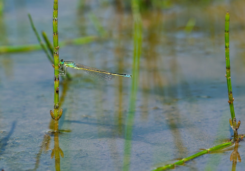 ischnura pumilio  agrion nain  male