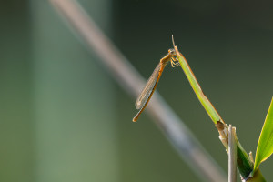 ischnura pumilio forme aurantiacum agrion nain femelle ischnura pumilio forme aurantiacum agrion nain femelle