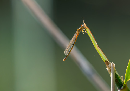 ischnura pumilio forme aurantiacum  agrion nain  femelle
