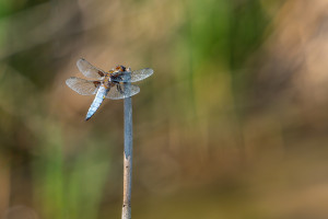 libellula depressa la libellule deprimee male libellula depressa la libellule deprimee male