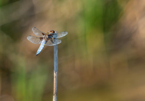 libellula depressa  la libellule deprimee  male