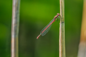pyrrhosoma nymphula la petite nymphe au corps de feu male pyrrhosoma nymphula la petite nymphe au corps de feu male