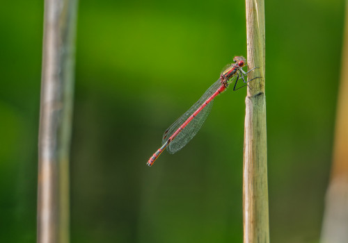 pyrrhosoma nymphula  la petite nymphe au corps de feu  male